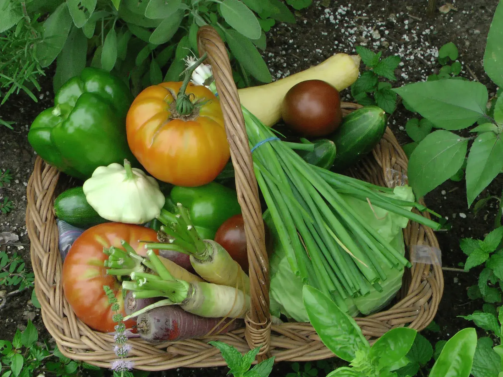 Un panier de légumes de producteur : tomates, poivrons, herbes